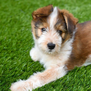 چمن جعلی در فضای باز برای سگ