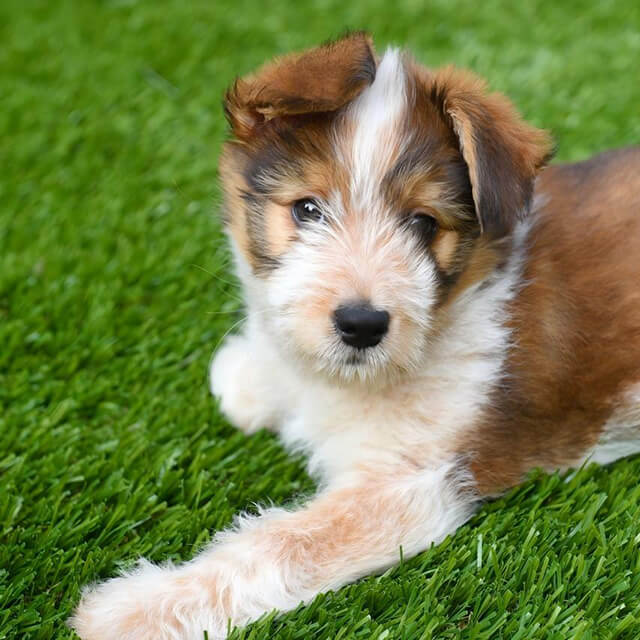 Фальшива газонна трава для собак