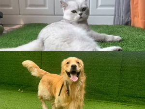 Haustierfreundlicher Kunstrasen.jpg