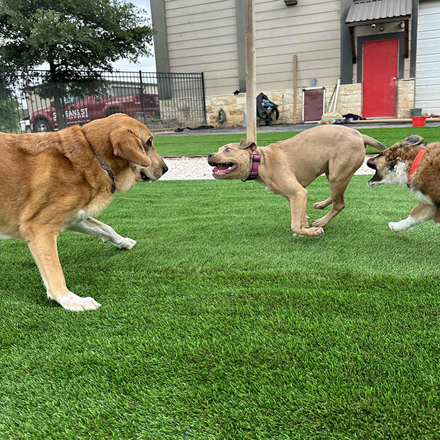 Вештачка трава за псе