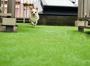 El mejor c&eacute;sped artificial Landscap de 35 mm para perros.jpg