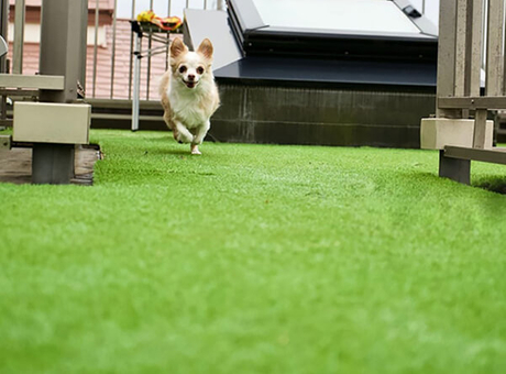 najlepšia 35mm umel&aacute; tr&aacute;va Landscap pre psov.jpg