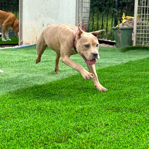 Կենդանիների համար հարմար արհեստական ​​կանաչ սիզամարգ