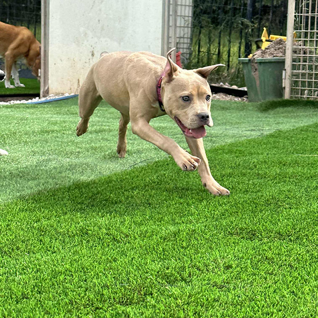 Pet Friendly Artificialis Viridi Tondere