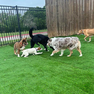 Erba artificiale antiodore per cani